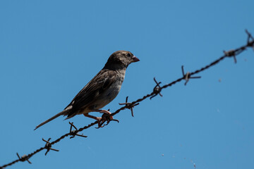 A small, common bird perches on rusted barbed wire against a vibrant blue sky. A high-contrast, minimalist image focusing on natural wildlife surviving in a structured, man-made environment.