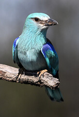 una carraca europea en españa