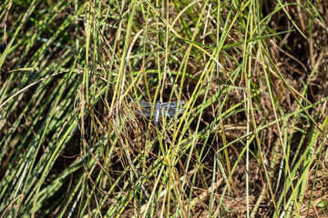 A small, iridescent blue damselfly is skillfully concealed within dense, bright green wetland grass. Close-up focus on the insect's camouflage and its natural habitat.