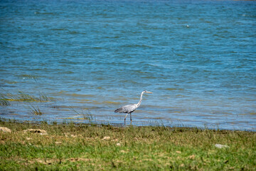 A large grey heron stands gracefully on a grassy shoreline with calm blue water in the background, showcasing a peaceful moment of avian wildlife in its natural riverine habitat during the day. © Turkey Photo