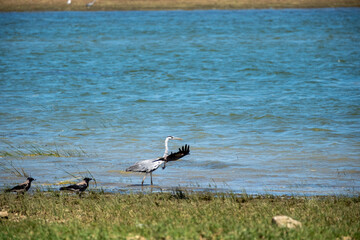 Obraz premium A grey heron begins to spread its wings while standing on a grassy riverbank next to two hooded crows, with calm blue water in the background, capturing a dynamic moment of wildlife in nature.