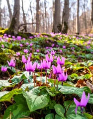 Spring flowers carpet forest floor