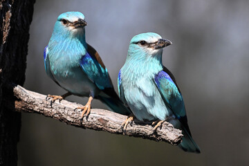 a blue eurasian roller in the field
