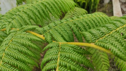 Close-up of fresh green fern leaves with natural details and textures. Perfect for backgrounds, eco projects, botanical designs, nature concepts, and educational use. Ideal for designers, bloggers,