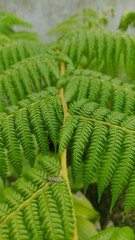 Close-up of fresh green fern leaves with natural details and textures. Perfect for backgrounds, eco...