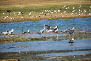 A grey heron stands alertly in a shallow river, surrounded by seagulls and hooded crows on a marshy shoreline, capturing a diverse avian community in its natural wetland habitat during the day.