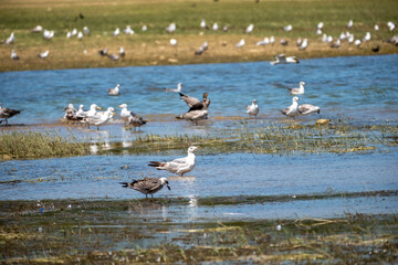 Obraz premium Various seagulls and waterbirds forage and rest in shallow river water along a marshy bank, capturing a peaceful avian wildlife scene in their natural wetland habitat on a clear, sunny day.