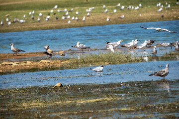 Obraz premium A variety of seagulls and waterbirds forage in shallow river water along a marshy bank, with one bird captured in flight, showcasing a vibrant avian community in their natural wetland habitat.