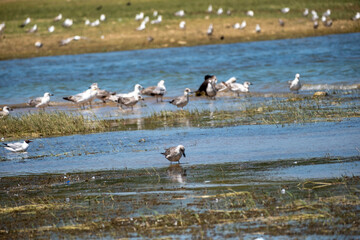 Obraz premium A large group of seagulls and waterbirds gather in shallow river water and on a marshy bank, capturing a peaceful scene of avian wildlife in their natural wetland habitat on a sunny day.