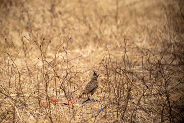 A Crested Lark stands alert among dry autumn brambles and sparse blue wildflowers in a rural field, showcasing its distinctive crest and natural camouflage in a peaceful outdoor setting.