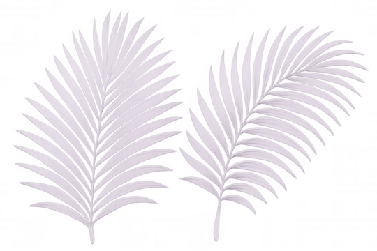 Delicate palm fronds against transparent backdrop, highlighting minimalist botanical aesthetic for tropical design concepts - Powered by Adobe
