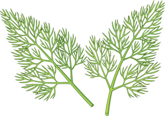 Fototapeta premium fresh dill sprigs detailed culinary illustration of aromatic herb