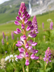 Obraz premium Bloom of Lupinus (Lupine) at Lej da Sils, Engadine Valley, Graubunden