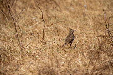 A Crested Lark (Galerida cristata) stands alert in a dry, golden rural field, showcasing its distinctive pointed crest and patterned brown plumage against a soft, natural meadow background.