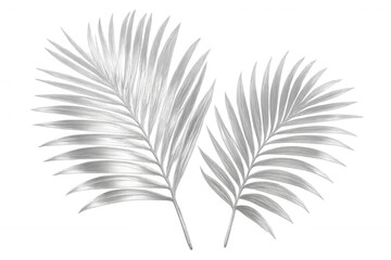 Obraz premium Silver palm leaves reflecting luxurious tropical design, adding exotic elegance against transparent background for sophisticated graphic projects