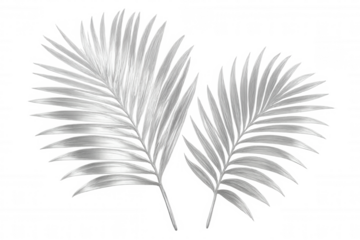 Silver palm leaves reflecting luxurious tropical design, adding exotic elegance against transparent background for sophisticated graphic projects