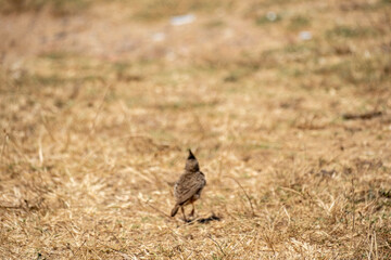 A Crested Lark stands alert in a dry, golden rural field with sparse blue wildflowers, showcasing its distinctive upright crest and natural camouflage in a peaceful meadow environment.