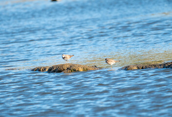 Obraz premium Two small wading birds, including a Ringed Plover, stand on a muddy bank surrounded by sparkling blue water in a vibrant wetland habitat, capturing a peaceful moment of wildlife in nature.