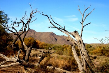 Arizona Desert Scenery 