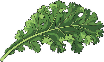 vibrant green kale leaf illustration detailed drawing of fresh vegetable