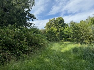 Beautiful trees and grass growing in park at summer