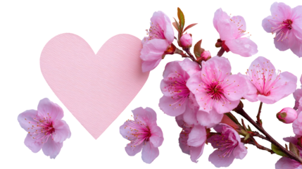 Delicate pink heart nestled amongst blossoming cherry blossoms