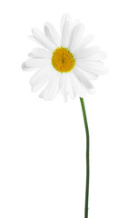 One beautiful chamomile flower isolated on white