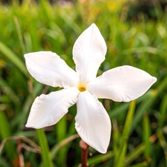 Obraz premium Single white flower in garden