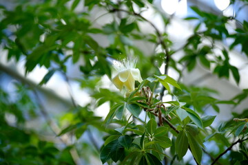バオバブの花