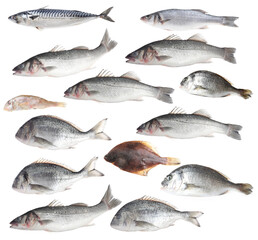 Different types of raw fish isolated on white, collage