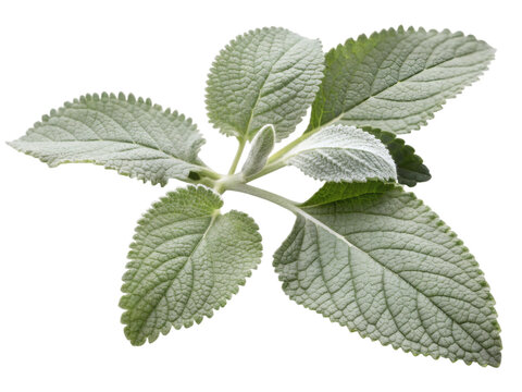 Silver spurflower leaves, cutout transparent background