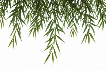 Obraz premium Weeping willow branches, isolated, nature, design, backdrop, white