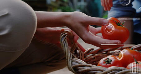Couple's hands gathering ripe tomatoes from wicker basket on garden patio, with AR data
