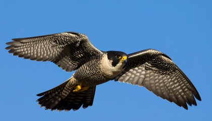 Peregrine falcon soaring against a clear sky