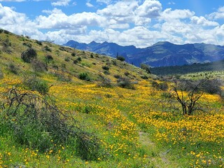 Obraz premium Spring in the Desert in Arizona 