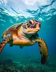 Obraz premium Underwater sea turtle close-up