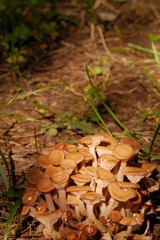 NC Hville Ringless Honey Mushrooms V1 2025