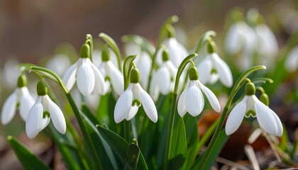 Spring snowdrops in bloom (1)