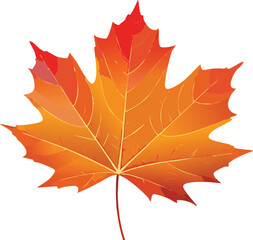 Obraz premium maple leaf in bright autumn red
