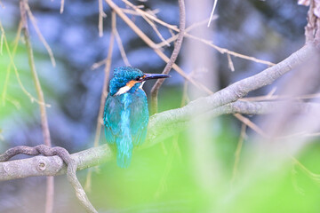 枝に留まっているカワセミ