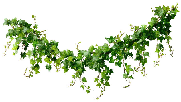 A vibrant, lush garland of ivy.  It arches gracefully