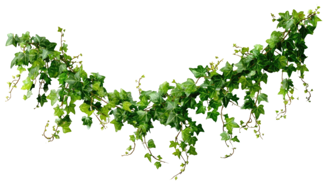 A vibrant, lush garland of ivy.  It arches gracefully