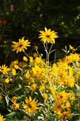 Fototapeta premium Bright yellow wildflowers backlit by warm afternoon sunlight