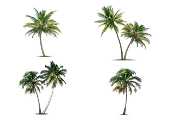 Fototapeta premium Set of coconut tree isolated on white background.
