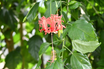 フウリンブッソウゲ　Fringed hibiscus	