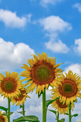 ヒマワリの花（Sunflower）