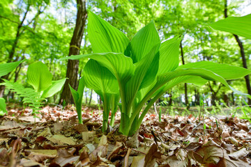 林に咲いているギボウシ