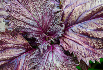 赤紫蘇の葉