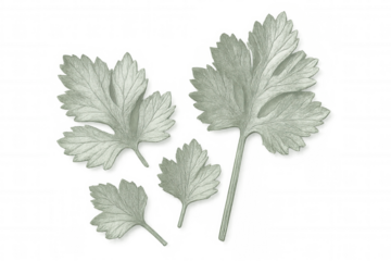 Fresh parsley leaves floating against transparent backdrop, enhancing culinary imagery with vibrant green herb garnish