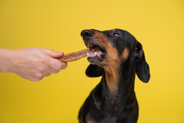 A playful dachshund eagerly bites a dog treat held by a human hand, set against a vibrant yellow...